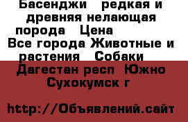 Басенджи - редкая и древняя нелающая порода › Цена ­ 50 000 - Все города Животные и растения » Собаки   . Дагестан респ.,Южно-Сухокумск г.